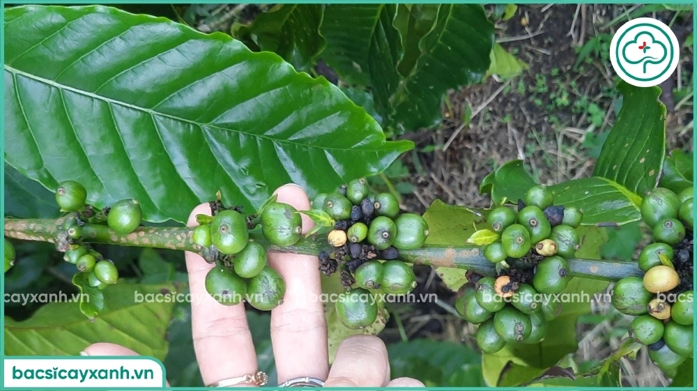 bệnh nấm hồng trên cà phê
